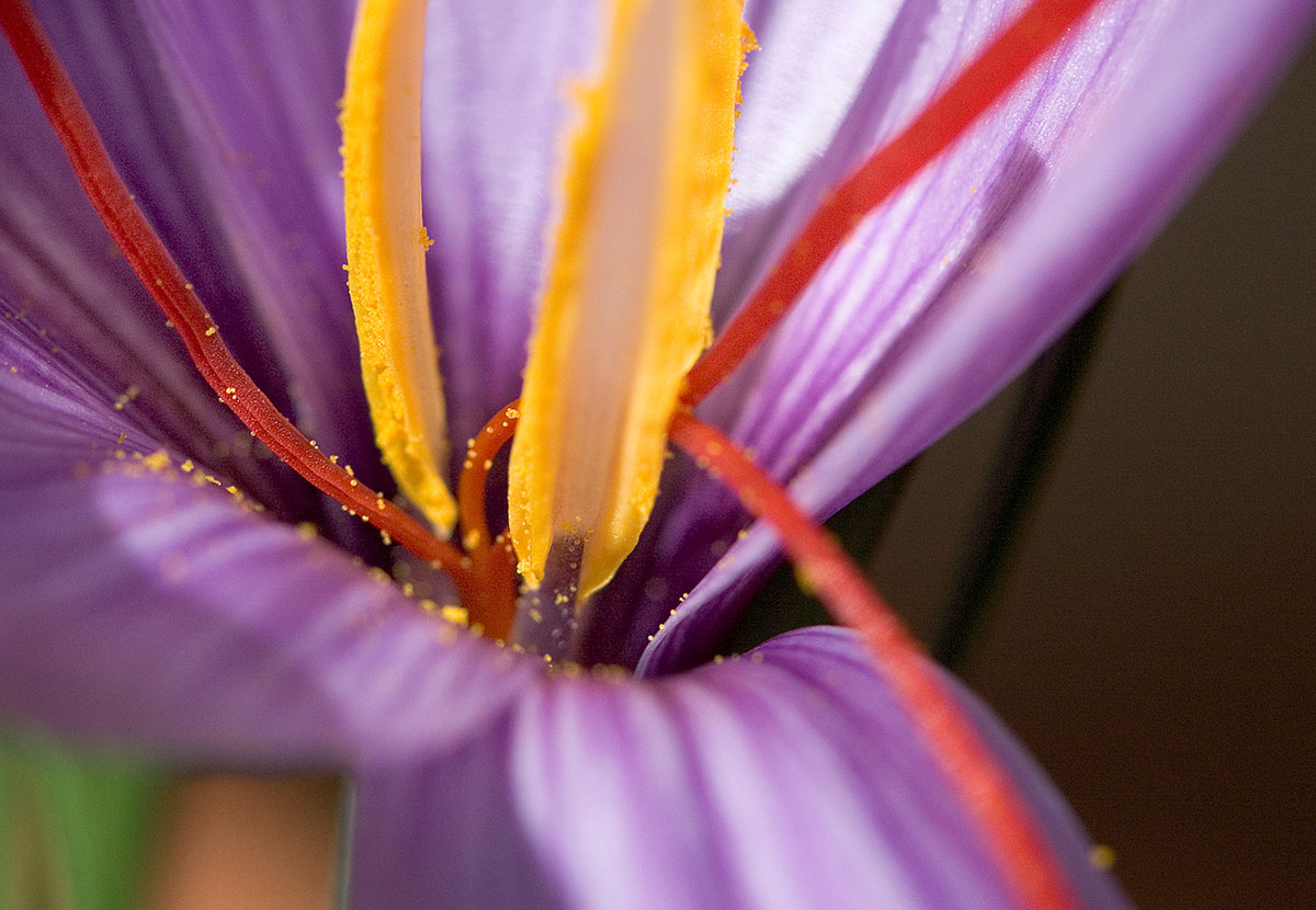 Xaroumeni Eidisi Tis Ebdomadas Exagogi Krokou Kozanis 1